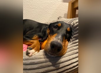 Lebensfrohe Junghündin sucht ihr Glück