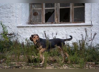 Ares: Jagdhund-Mix auf der Suche nach Glück