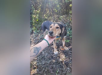 Ares: Jagdhund-Mix auf der Suche nach Glück