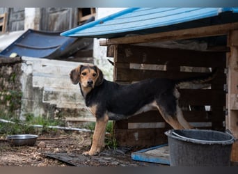 Ares: Jagdhund-Mix auf der Suche nach Glück