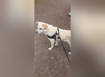 Schmusehund Charly sucht sein Traumplatz