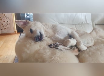Schmusehund Charly sucht sein Traumplatz