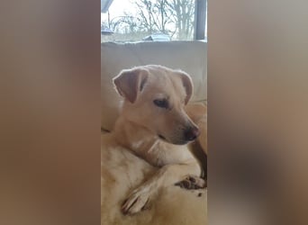 Schmusehund Charly sucht sein Traumplatz