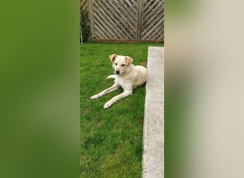 Schmusehund Charly sucht sein Traumplatz
