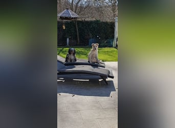 Schmusehund Charly sucht sein Traumplatz