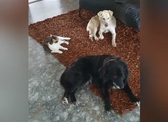 Schmusehund Charly sucht sein Traumplatz