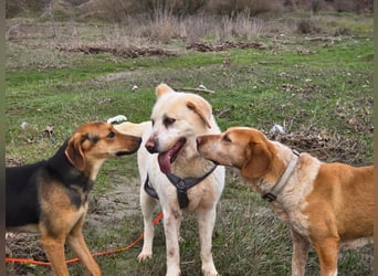 Malou – Manche Hunde tragen Narben.