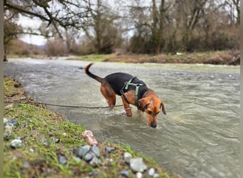 Malou – Manche Hunde tragen Narben.