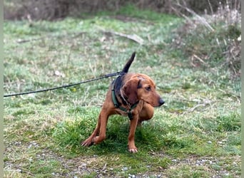 Malou – Manche Hunde tragen Narben.