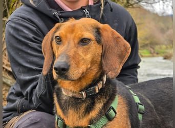 Malou – Manche Hunde tragen Narben.