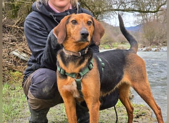 Malou – Manche Hunde tragen Narben.