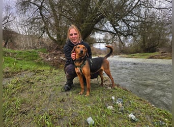 Malou – Manche Hunde tragen Narben.