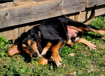Hundeopa Freddie sucht sein letztes großes Glück