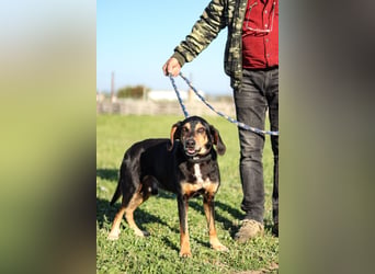 Hundeopa Freddie sucht sein letztes großes Glück