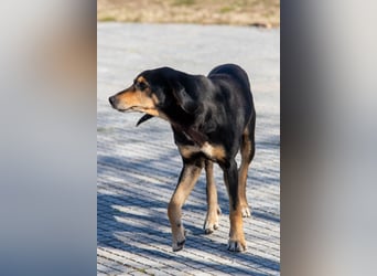 Hundeopa Freddie sucht sein letztes großes Glück
