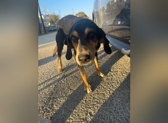 Hundeopa Freddie sucht sein letztes großes Glück