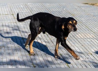 Hundeopa Freddie sucht sein letztes großes Glück