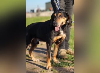 Hundeopa Freddie sucht sein letztes großes Glück