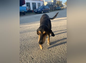 Hundeopa Freddie sucht sein letztes großes Glück