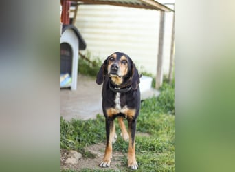 Hundeopa Freddie sucht sein letztes großes Glück