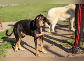 Hundeopa Freddie sucht sein letztes großes Glück