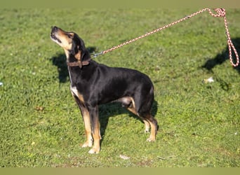 Hundeopa Freddie sucht sein letztes großes Glück