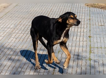 Hundeopa Freddie sucht sein letztes großes Glück