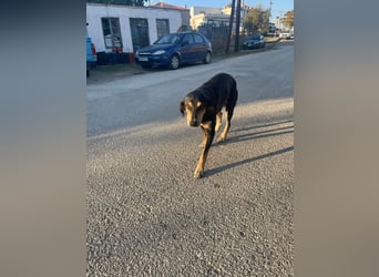 Hundeopa Freddie sucht sein letztes großes Glück