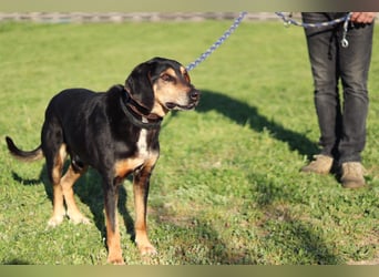 Hundeopa Freddie sucht sein letztes großes Glück