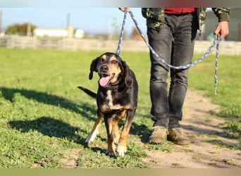 Hundeopa Freddie sucht sein letztes großes Glück