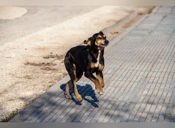 Hundeopa Freddie sucht sein letztes großes Glück
