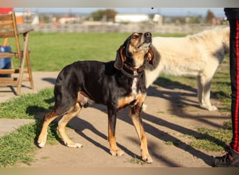 Hundeopa Freddie sucht sein letztes großes Glück