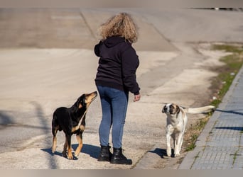 Hundeopa Freddie sucht sein letztes großes Glück