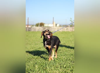 Hundeopa Freddie sucht sein letztes großes Glück