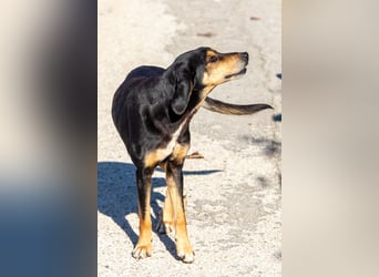 Hundeopa Freddie sucht sein letztes großes Glück