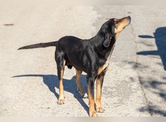 Hundeopa Freddie sucht sein letztes großes Glück