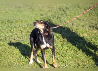 Hundeopa Freddie sucht sein letztes großes Glück