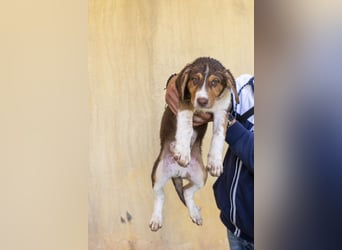 Piet – junger Welpe sucht liebevolles Zuhause