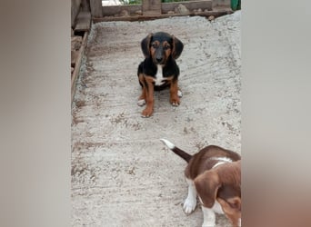 Mala – Welpe sucht liebevolles Zuhause