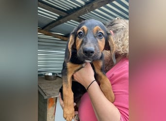Mala – Welpe sucht liebevolles Zuhause