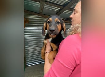 Mala – Welpe sucht liebevolles Zuhause