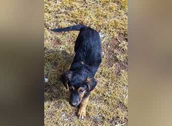 Mala – Welpe sucht liebevolles Zuhause