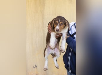 Piet – junger Welpe sucht liebevolles Zuhause