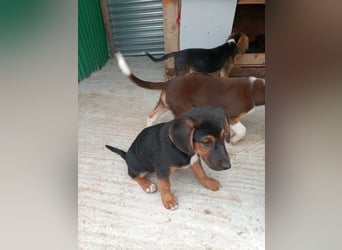 Mala – Welpe sucht liebevolles Zuhause