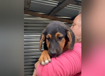 Mala – Welpe sucht liebevolles Zuhause
