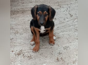 Mala – Welpe sucht liebevolles Zuhause