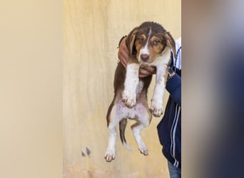 Piet – junger Welpe sucht liebevolles Zuhause