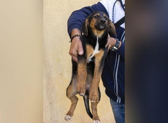 Mala – Welpe sucht liebevolles Zuhause