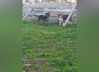 Mala – Welpe sucht liebevolles Zuhause