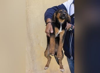 Mala – Welpe sucht liebevolles Zuhause